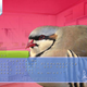 Illustration for article titled I Want Its Plumage, I Want Its Suspense, My Game of the Year Could Be a Bird Romance
